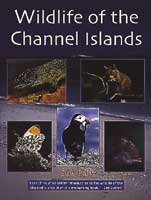 Wildlife Of The Channel Islands